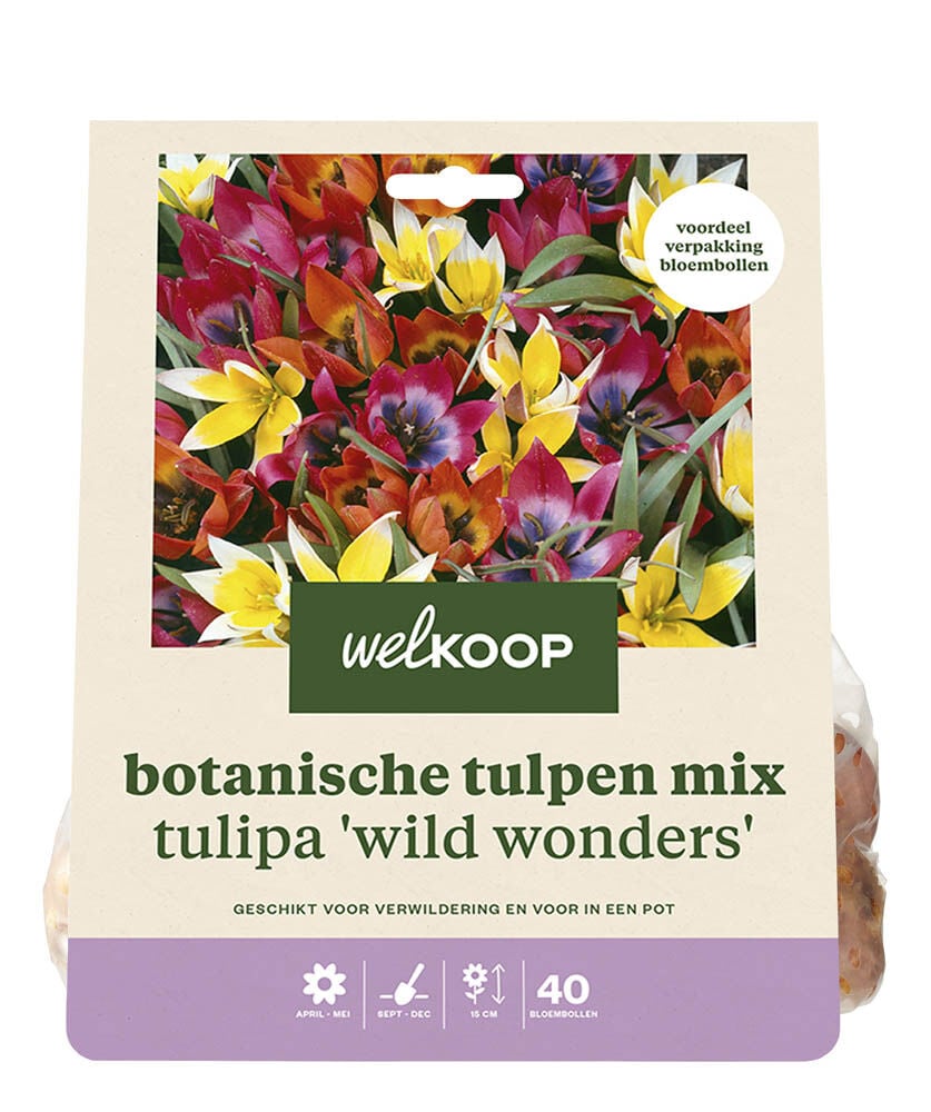 Welkoop Botanische Tulpen mix Lieke - Bloembollen