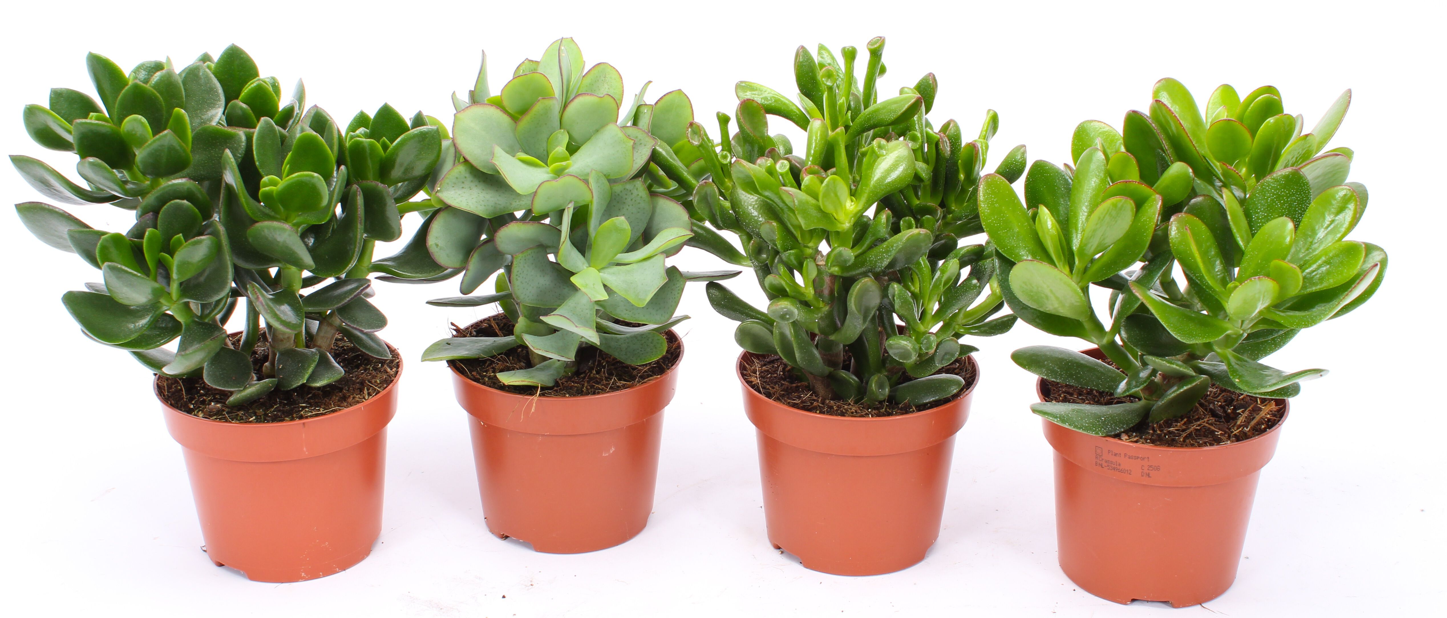 Crassula - Kamerplant