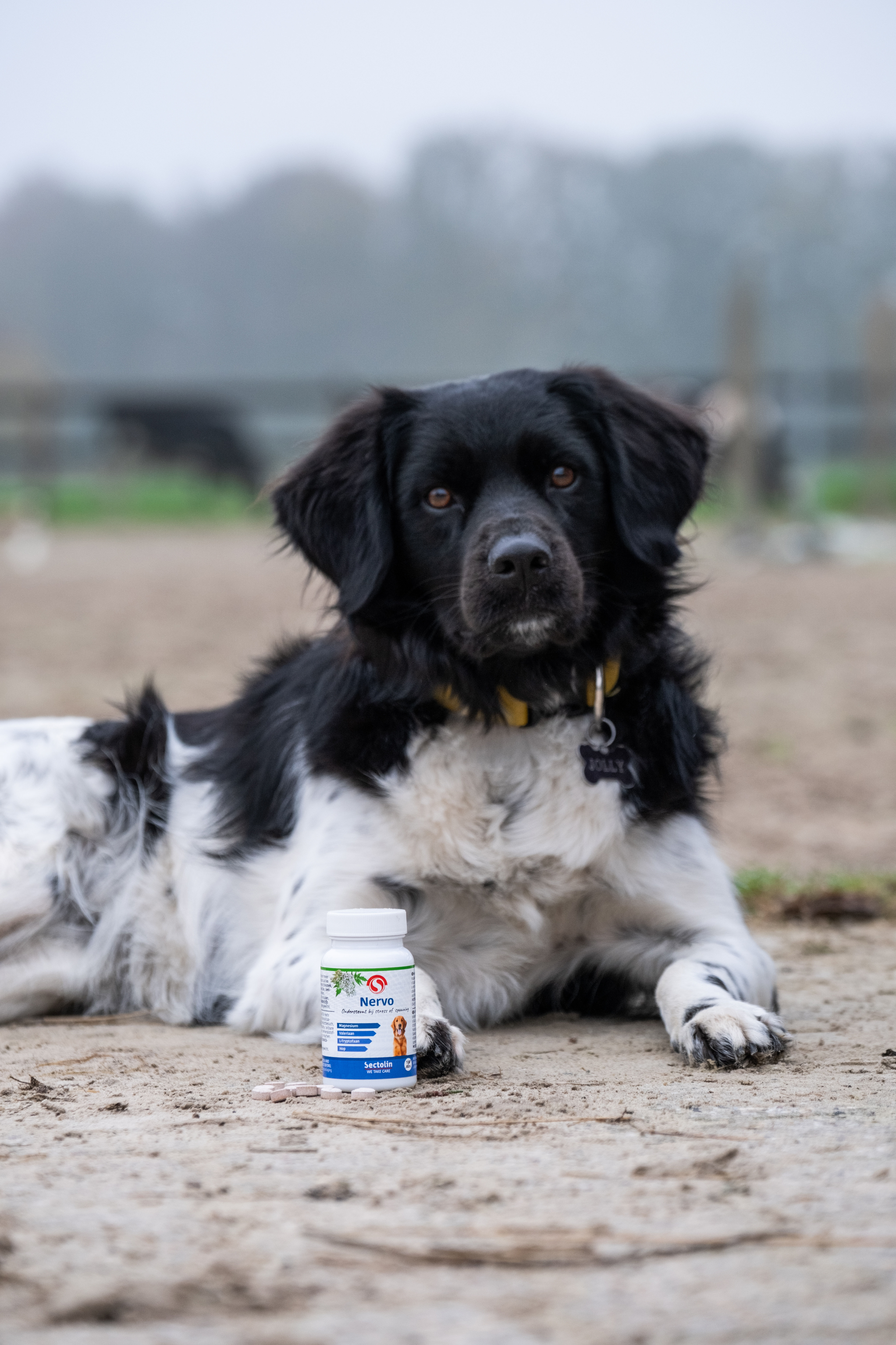 Sectolin Nervo - Kalmeringsmiddel  Hond - 100 Stuks - Pot
