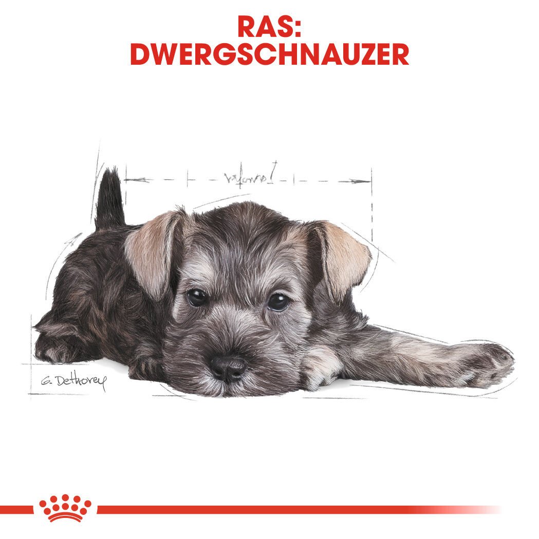 Royal Canin Mini Schnauzer Junior - Hondenvoer - 1.5 Kilogram - gevogelte