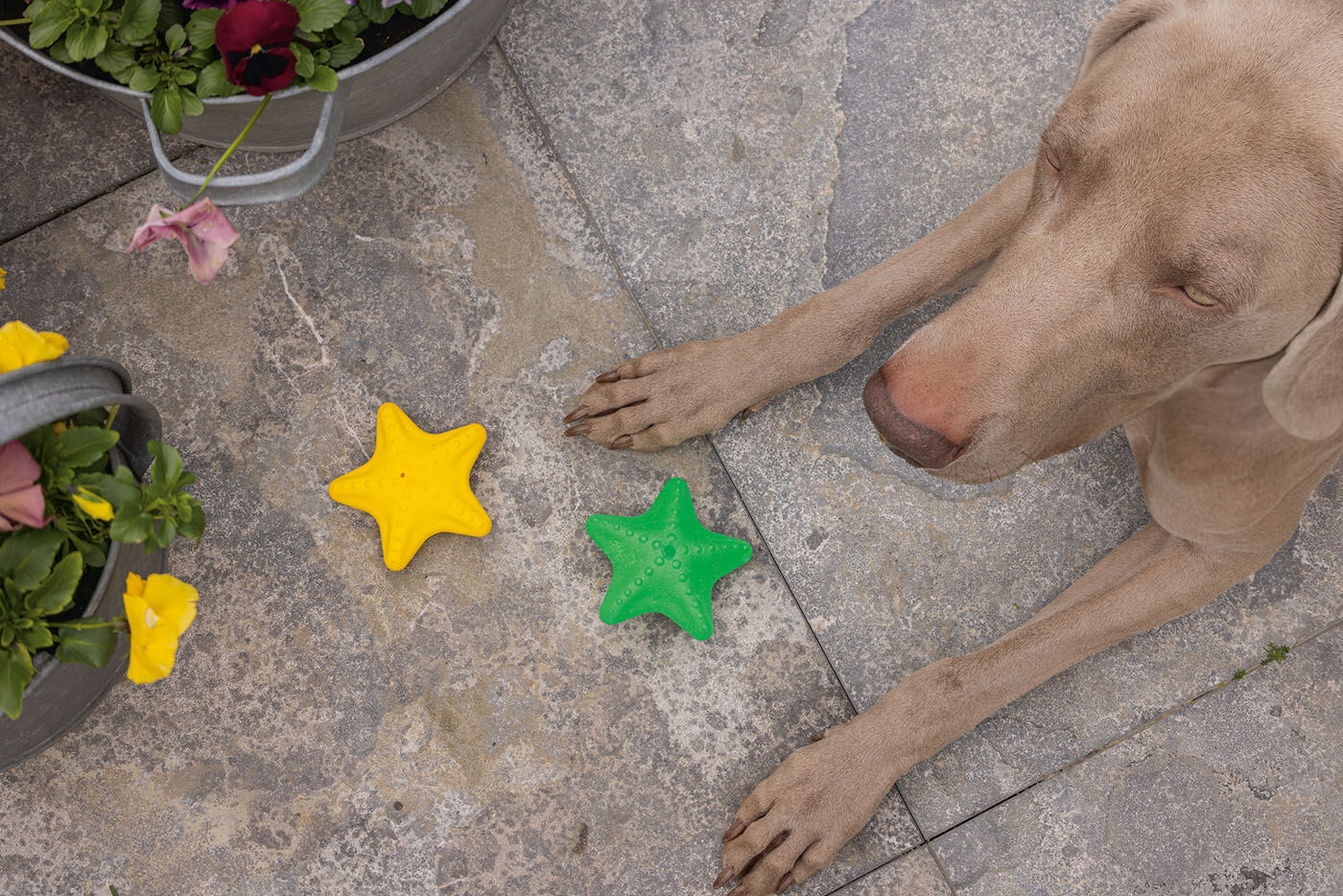Beeztees Zeester - Waterspeelgoed Hond - assorti - 5x10x10 cm