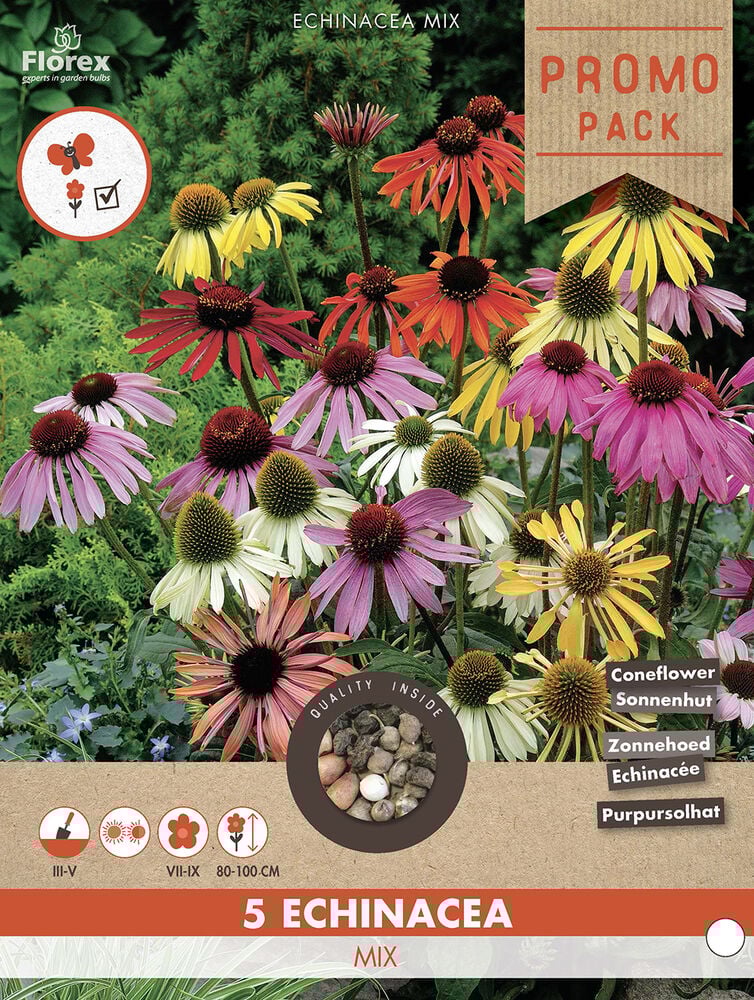 Echinacea - Bloembollen