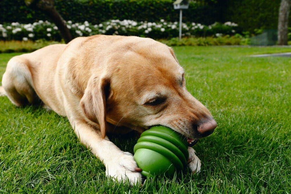 Beeztees Sumo Play - Vulbaar Hondenspeelgoed - groen - 15x20x10.8 cm - L