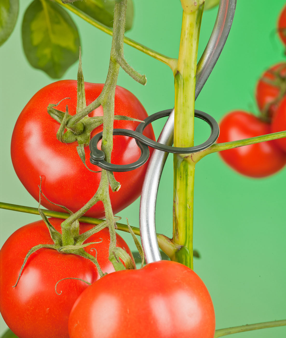 Nature - Tomatenplantenringen - 24x13x3 cm