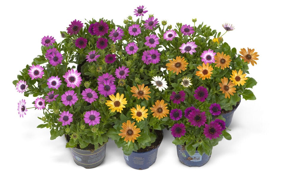 Spaanse Margriet - Eenjarige planten - Diverse kleuren Spaanse Margriet - Eenjarige planten - Diverse kleuren