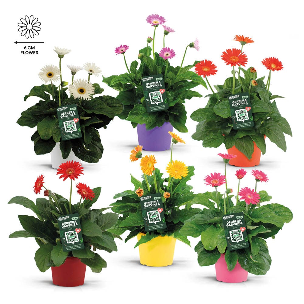 Gerbera  - Eenjarige planten