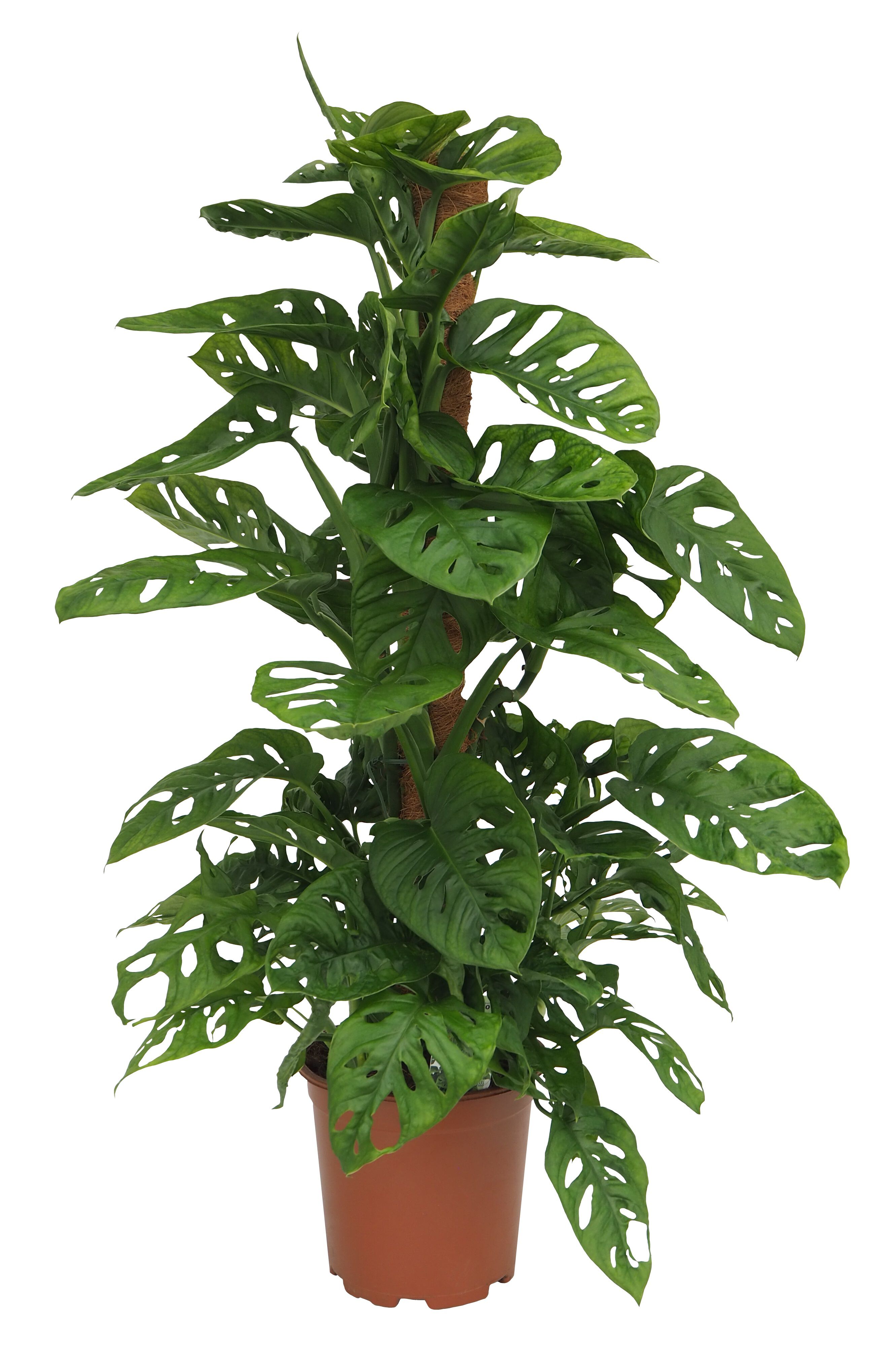 Monstera Mosstok (gatenplant) - Kamerplant