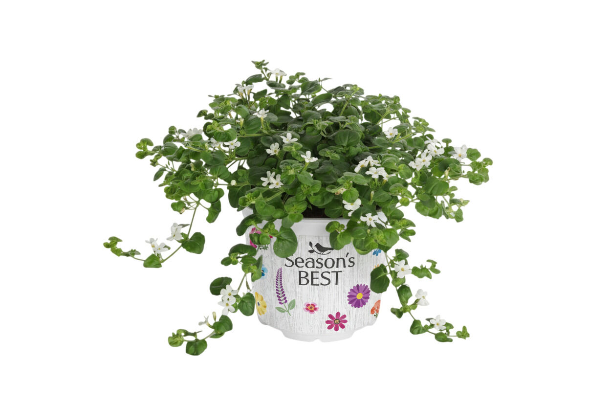 Seasonal Colours mix - Eenjarige planten - Diverse kleuren