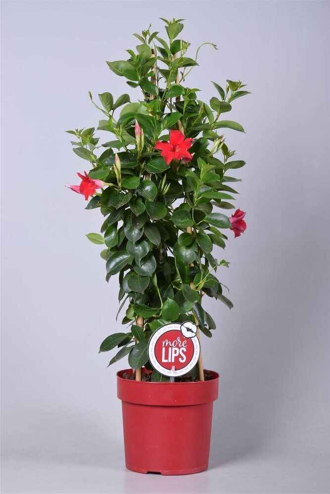 Sundaville - Eenjarige planten - Diverse kleuren