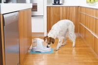 Petsafe Platinum - Drinkfontein - Multi - 40x27x27 cm