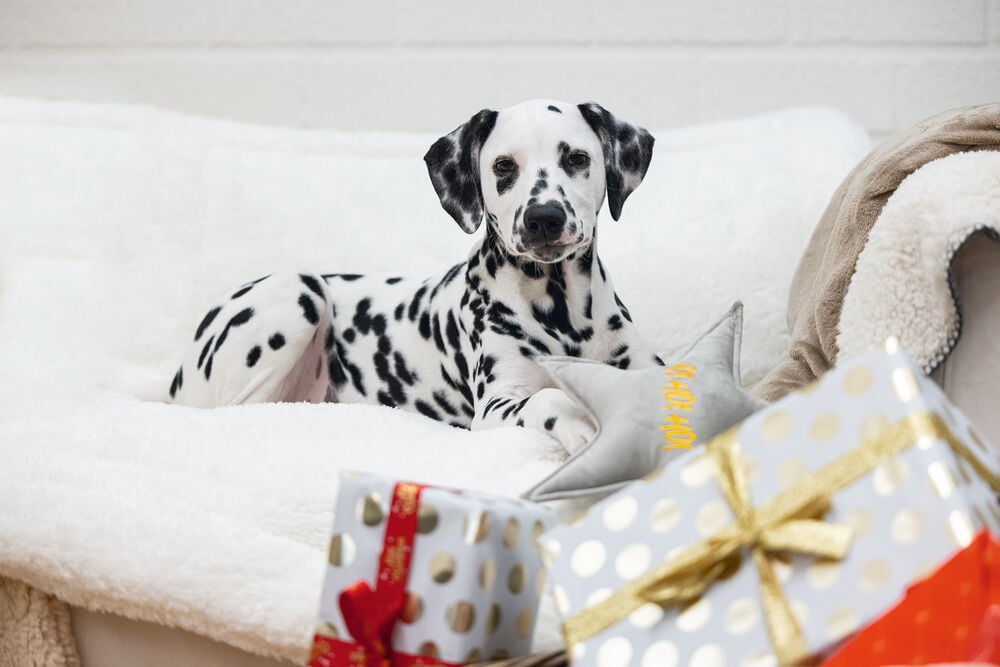 Designed By Lotte Kerstster Knuffel - Hondenspeelgoed - grijs - 29x27x27 cm