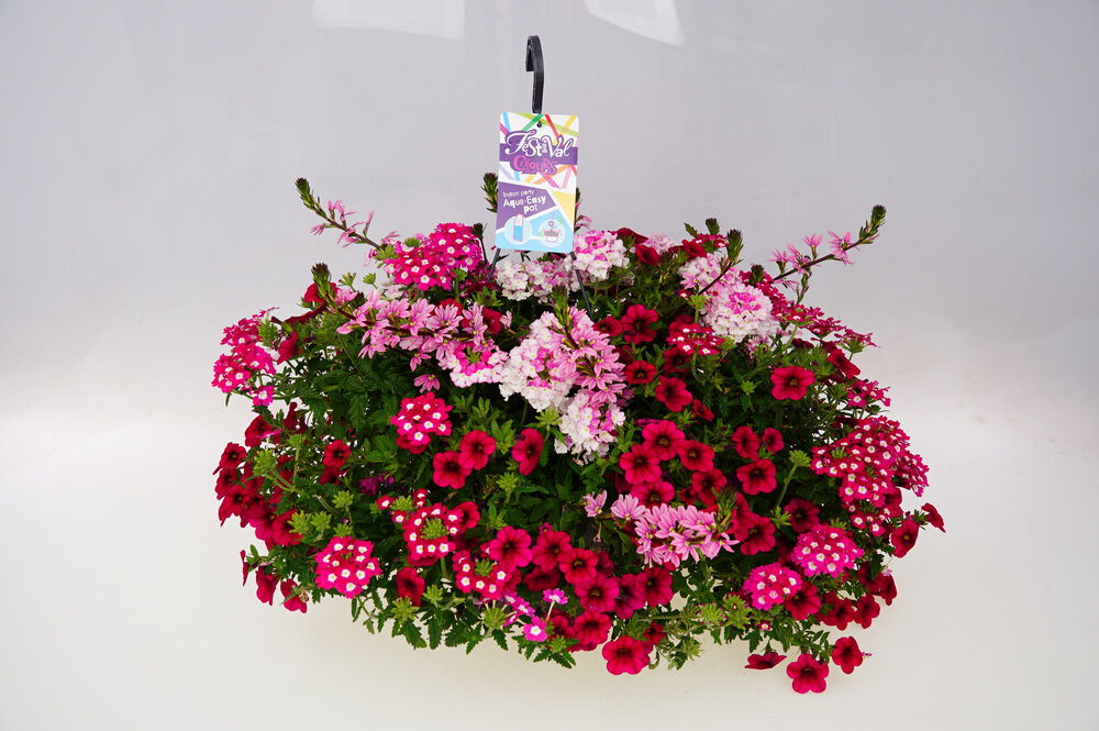 Festival Colours Perkplanten mix - Eenjarige planten - Diverse kleuren