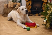 Beeztees Kerstslee Hide and Seek - Denkspel - Puzzel - Hondenspeelgoed - rood
