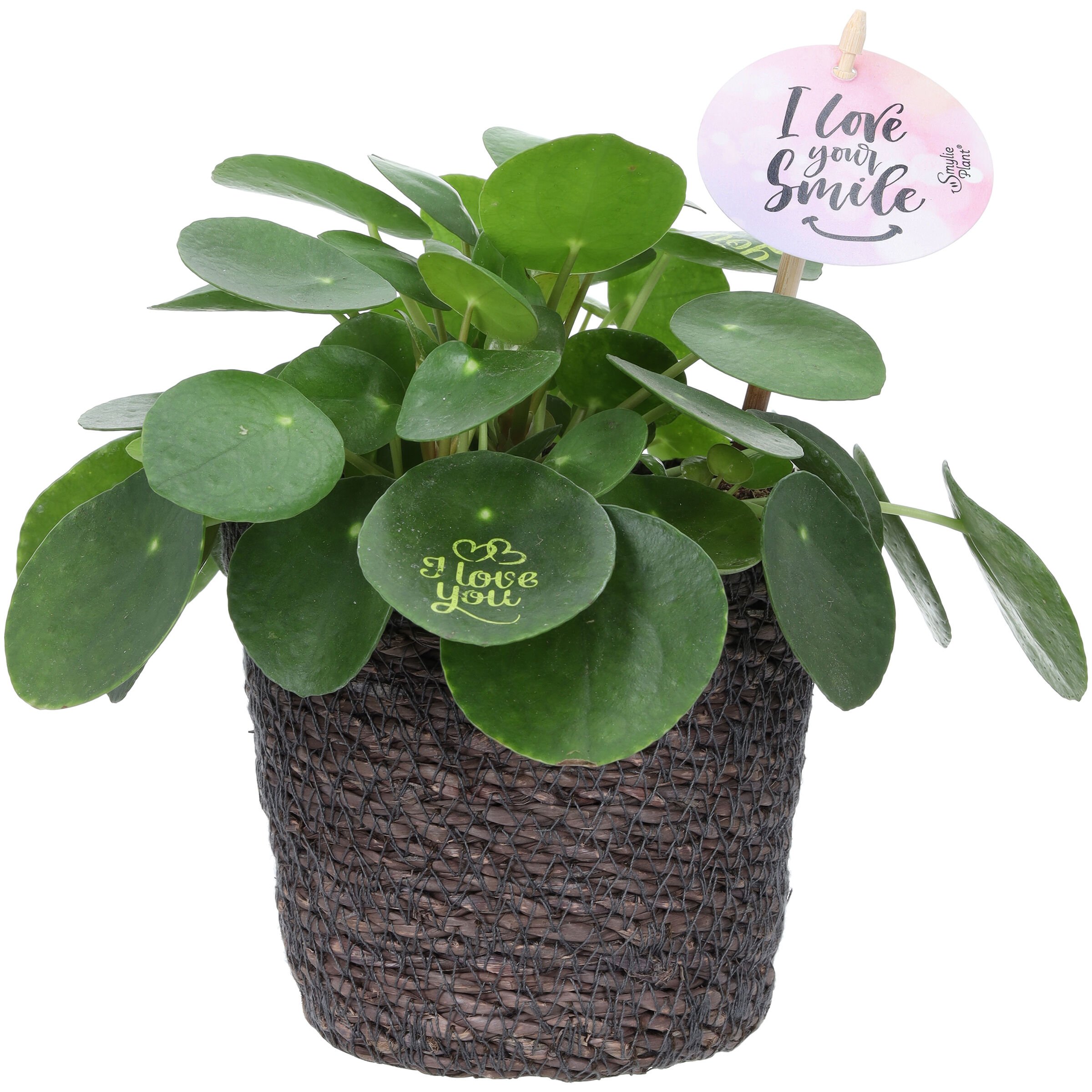 Pilea in Mand - Kamerplant - 12 cm