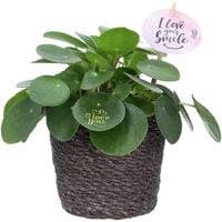 Pilea in Mand - Kamerplant - 12 cm