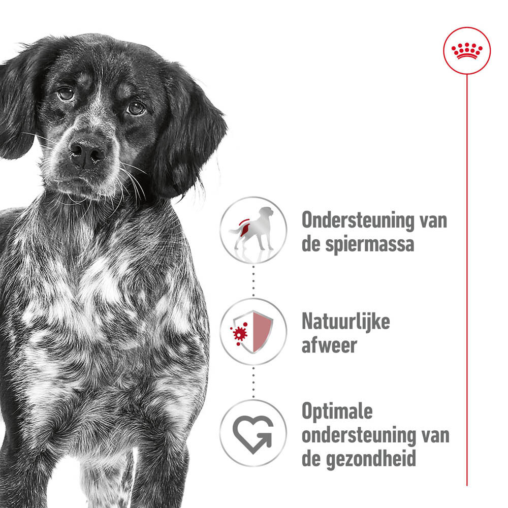 Royal Canin SHN Medium Adult - Hondenvoer - 0.41 Kilogram - gevogelte