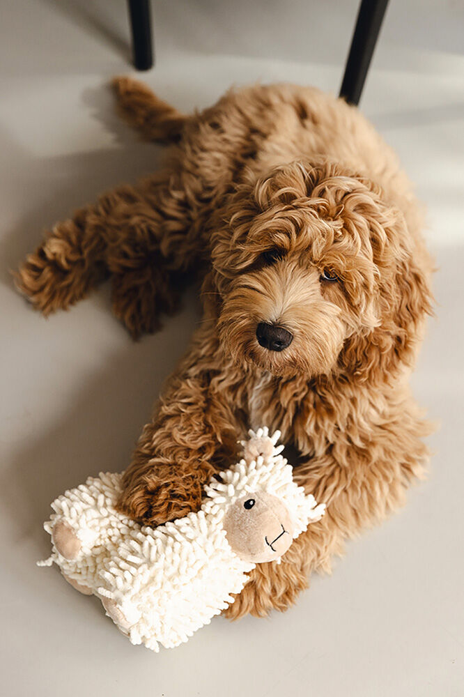 Beeztees Eco Schaap Jovi - Knuffel - Hondenspeelgoed - Beige - 32x18.5x11 cm