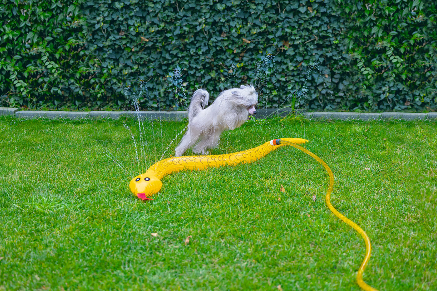 Beeztees Spashy Snake - Waterspeelgoed hond - Geel