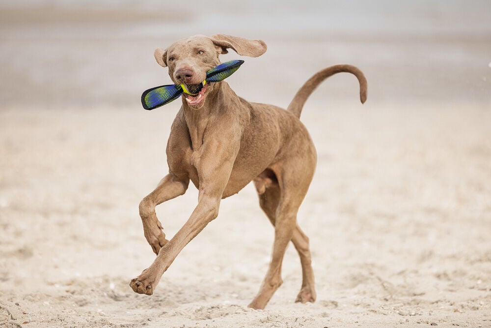 Beeztees Fetch Wing Tennisbal -Apporteren - Hondenspeelgoed - Blauw - 38.5x9.5x6.5 cm