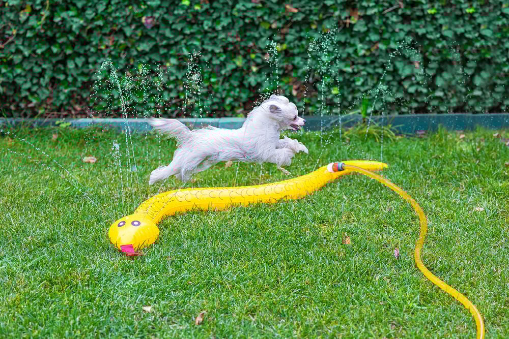 Beeztees Spashy Snake - Waterspeelgoed hond - Geel