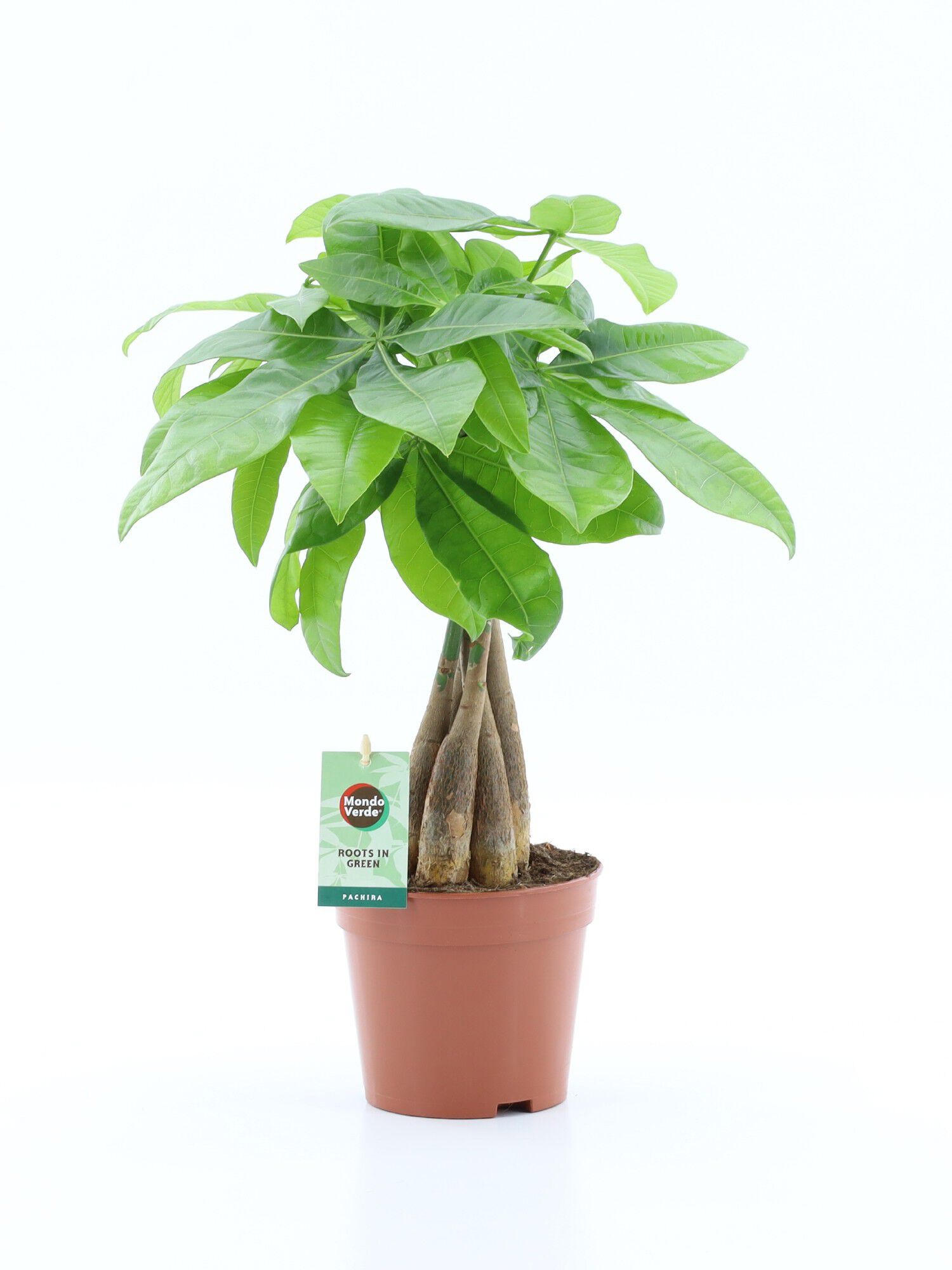 Pachira Aquatica (Geldboom) - Kamerplant