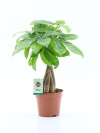 Pachira Aquatica (Geldboom) - Kamerplant