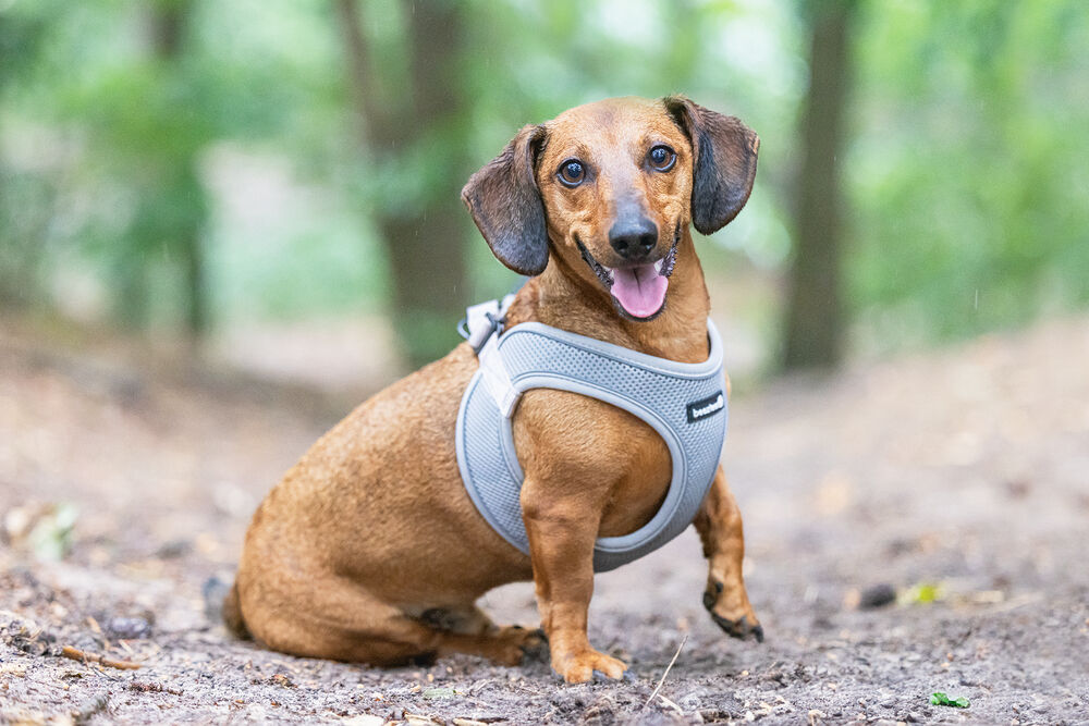 Beeztees Parinca Instaptuig - Hondentuig - grijs - 30 tot 35 cm