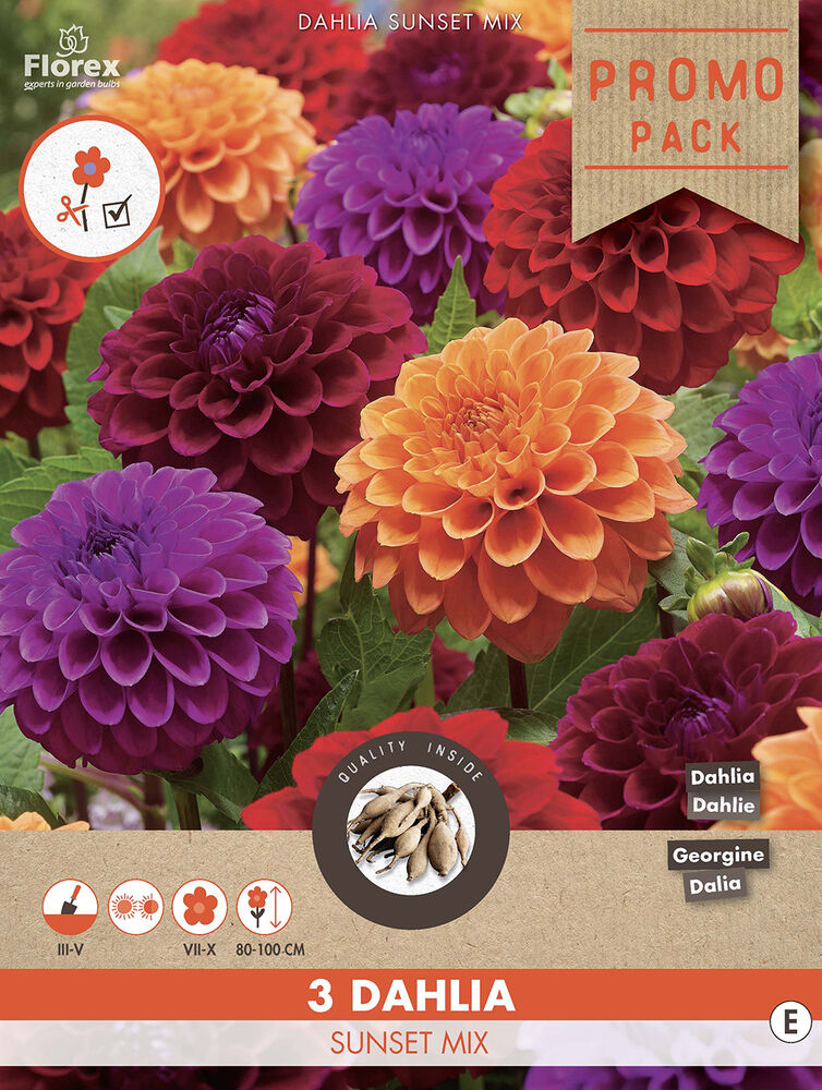 Florex Dahlia Ball Sunset Mix - Bloembollen