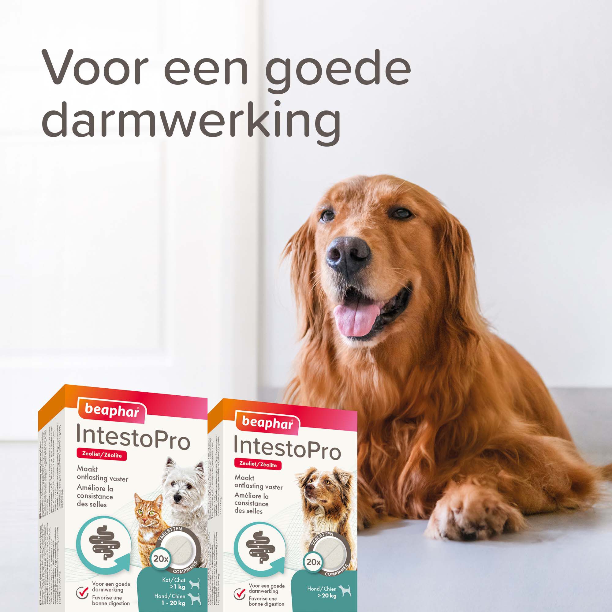 Beaphar IntestoPro Kat - Hond tot 20kg - Verlicht darmproblemen - 20 Stuks - S