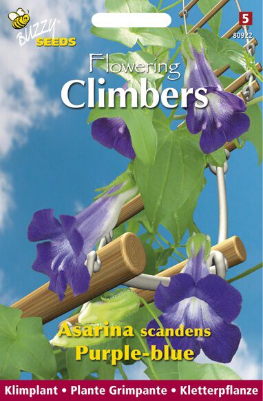Buzzy Climbers Asarina Purple-Blue - Bloemzaden Buzzy Climbers Asarina Purple-Blue - Bloemzaden