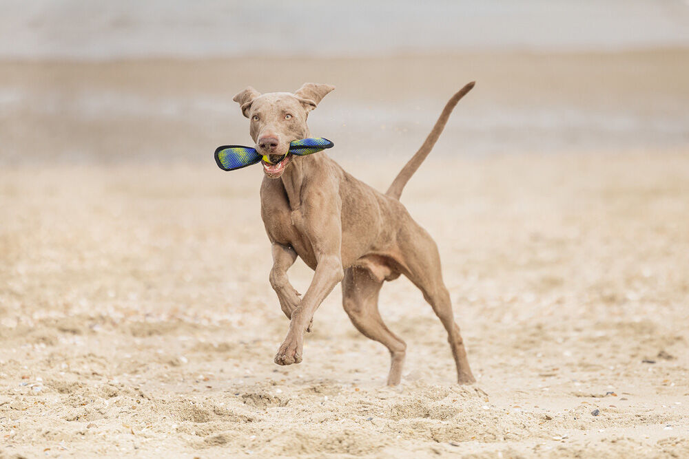 Beeztees Fetch Wing Tennisbal -Apporteren - Hondenspeelgoed - Blauw - 38.5x9.5x6.5 cm