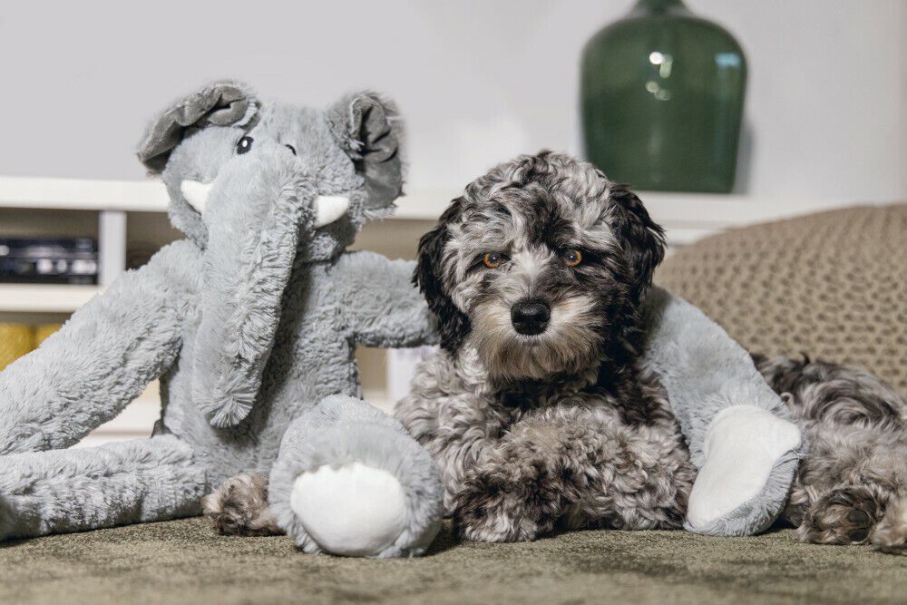 Beeztees James Olifant Knuffel - Hondenspeelgoed - grijs - 15x29x80 cm - XL