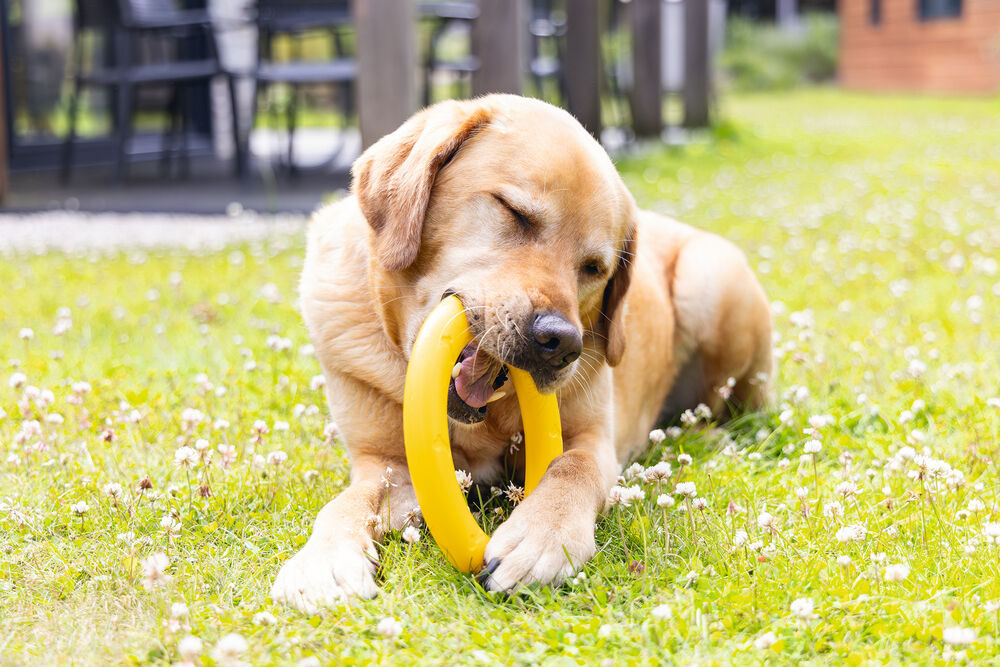 Beeztees Apporteerspeelgoed ring - Hondenspeelgoed - Geel - 29.9x21.9x2.8 cm