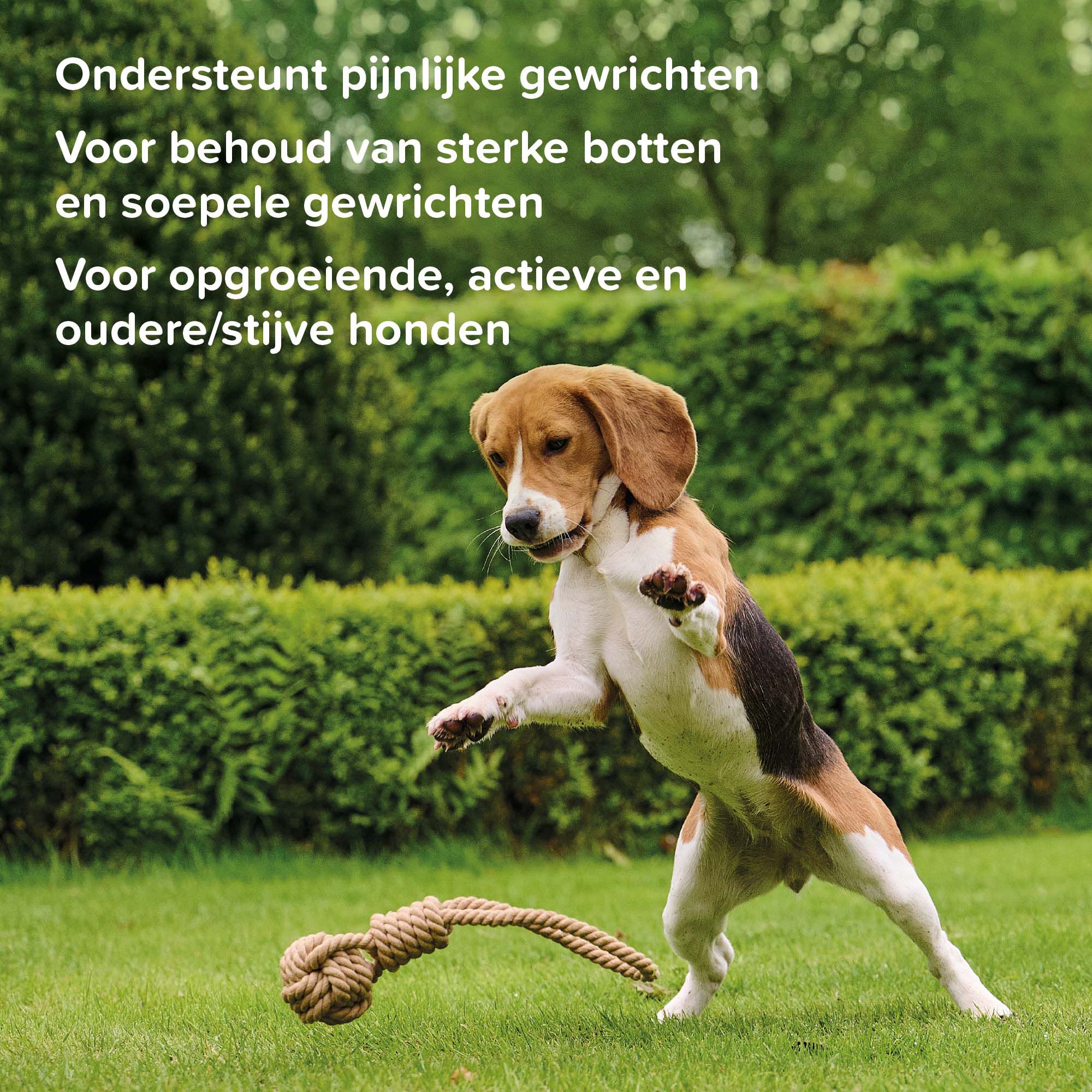 Beaphar Flexifit Chews - Gewrichten Hond - 175 Gram