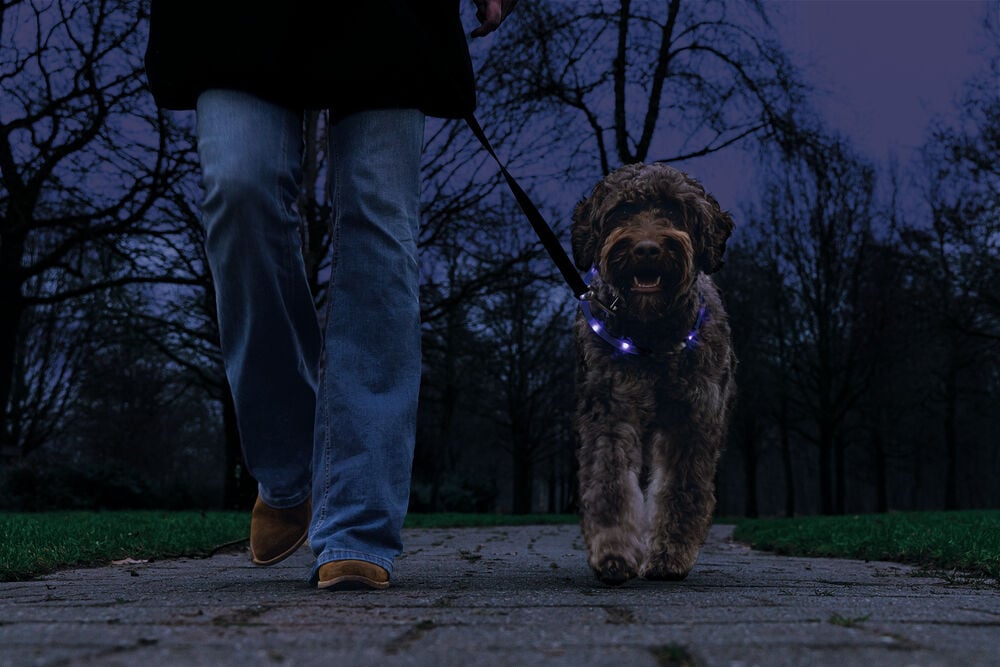 Beeztees Dogini USB - Lichtgevende Halsband  - Hond - blauw - 70 cm
