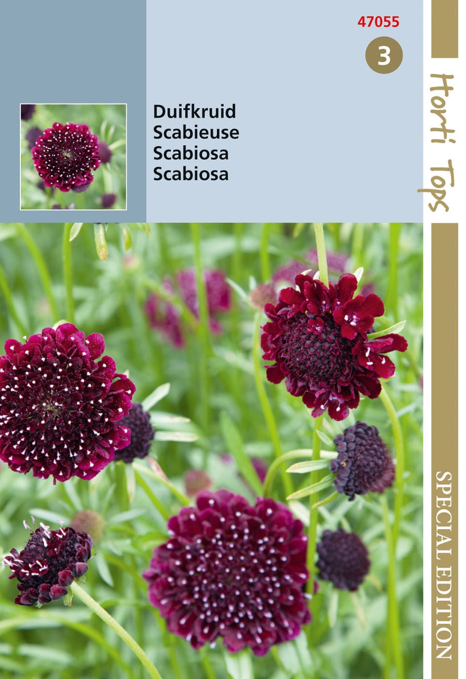 Hortitops Duifkruid Sweet paars Scabiosa atropurpurea - Bloemzaden Hortitops Duifkruid Sweet paars Scabiosa atropurpurea - Bloemzaden