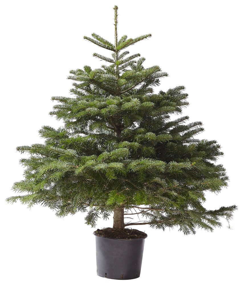 Nordmann in pot - Kerstboom - 125 cm Nordmann in pot - Kerstboom - 125 cm