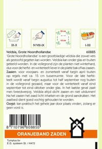 Oranjeband zaden Veldsla Grote Noordhollandse - Groentezaden