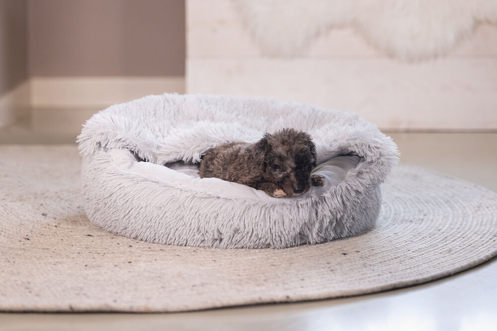 Beeztees Kiki - Hondendeken - grijs - 15x50x50 cm - Klein