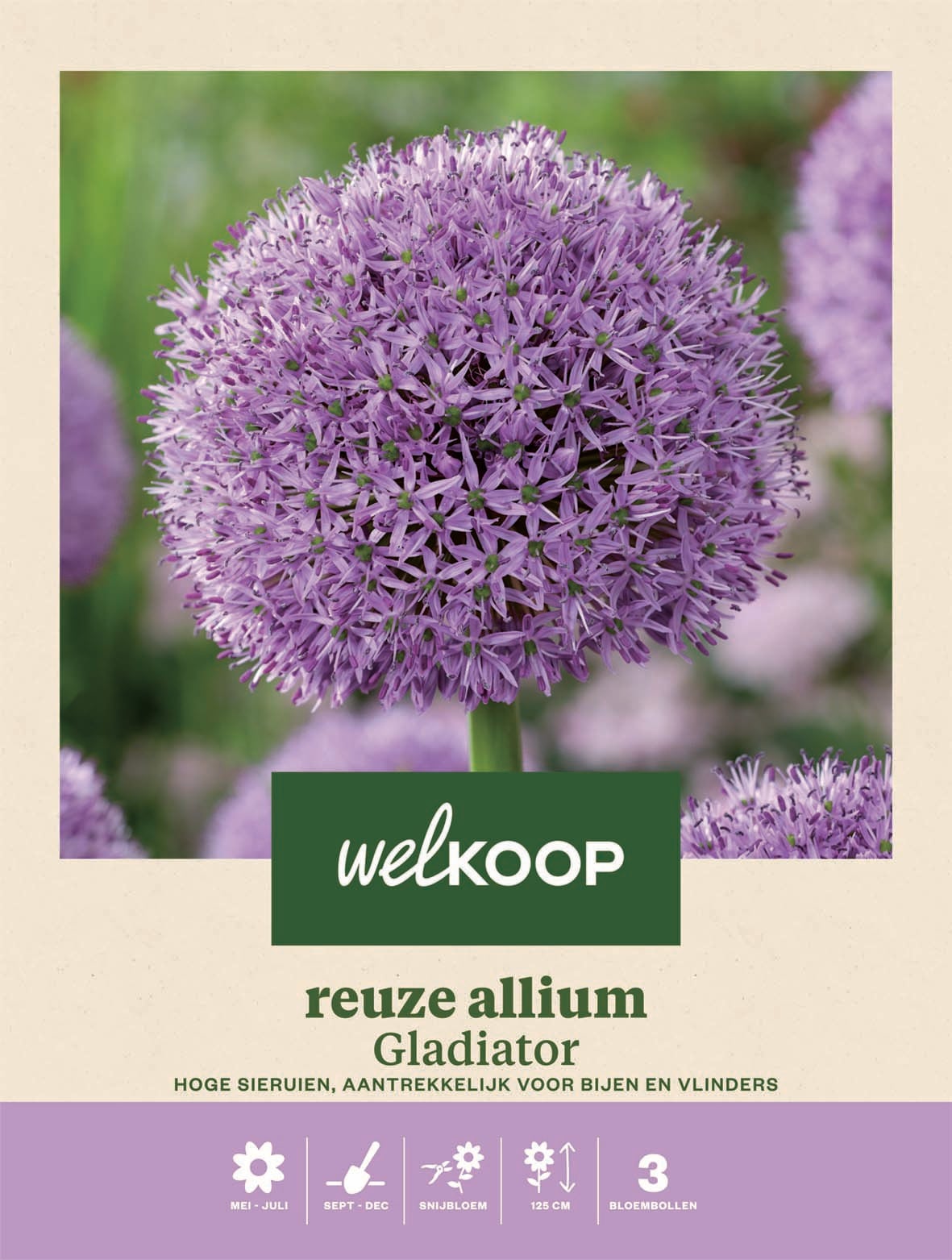 Welkoop Reuze Allium Rosie - Bloembollen Welkoop Reuze Allium Rosie - Bloembollen