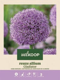 Welkoop Reuze Allium Gladiator - Bloembollen