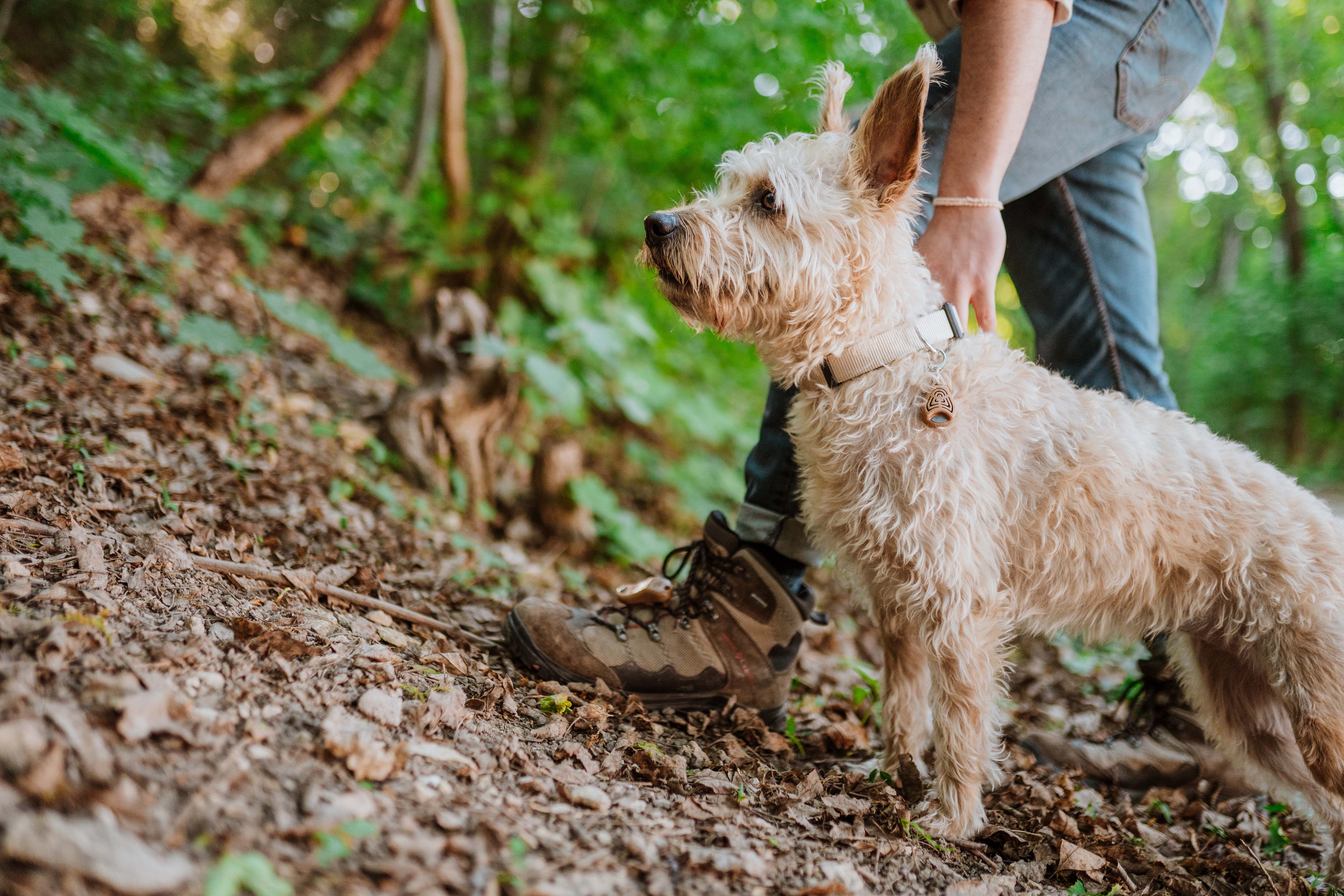 Tickless Ecopet Ultrasoon - Anti Vlooien en teken