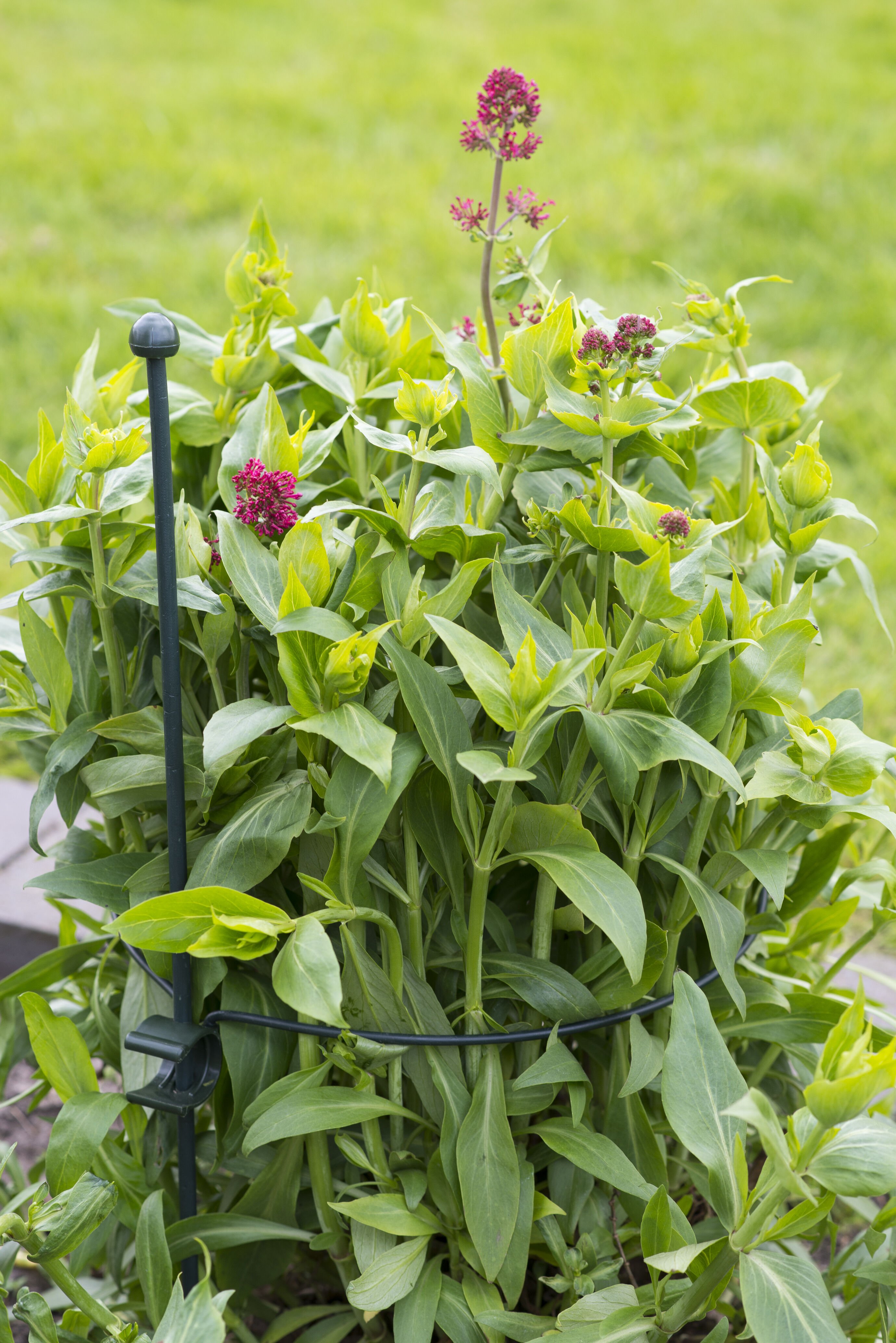 Nature Plantensteun rond - Klim- en Geleide Artikelen - 26x22x30 cm