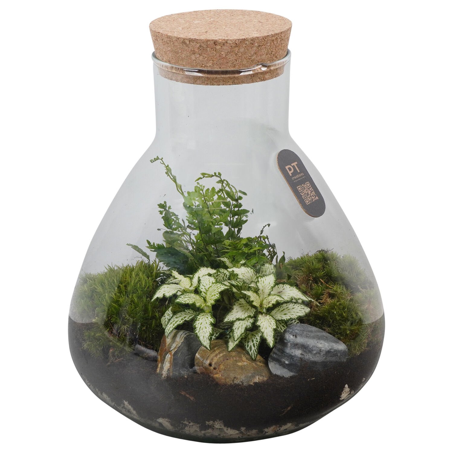 Terrarium - Kamerplant - 23 cm Terrarium - Kamerplant - 23 cm