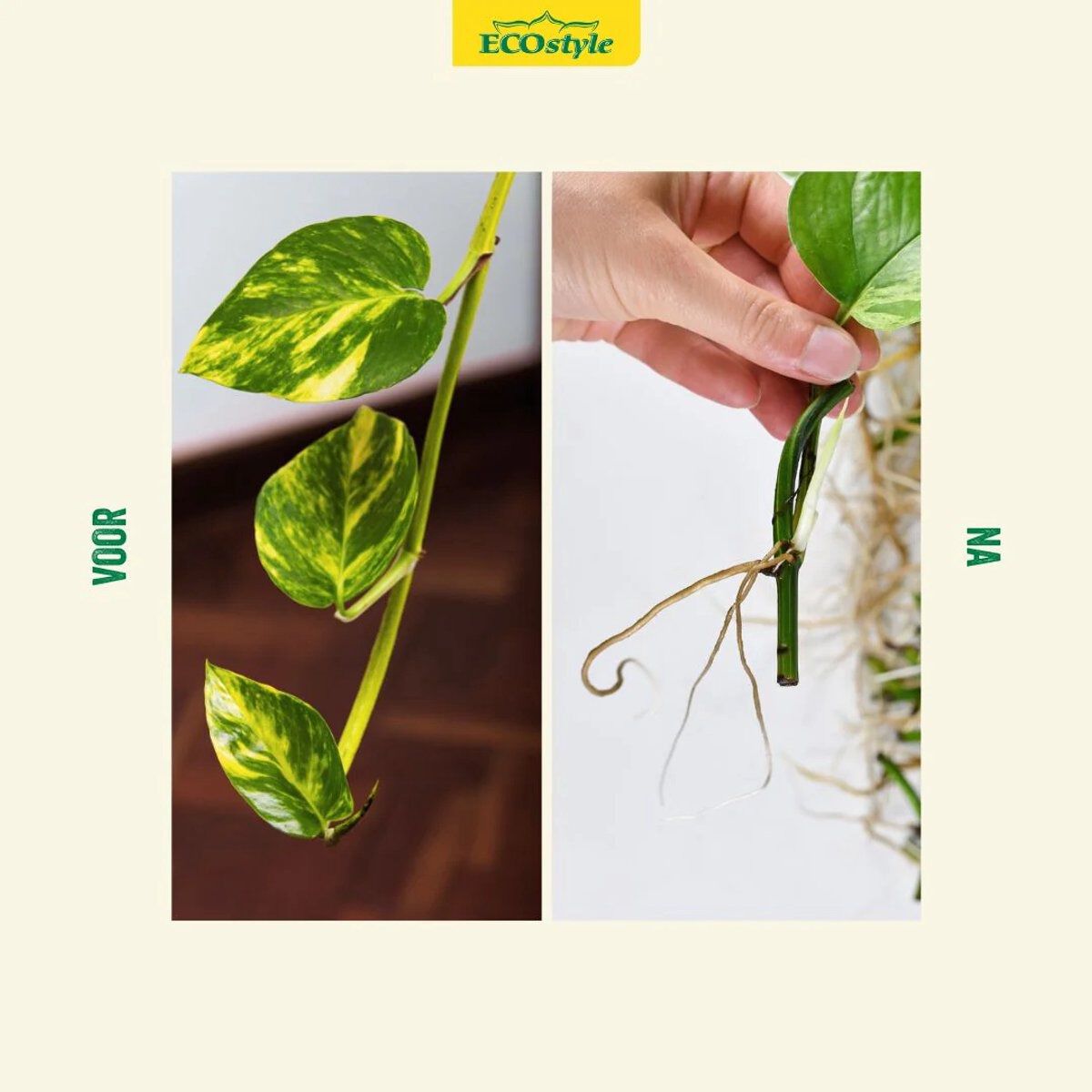 ECOstyle - Stekpoeder - 25 Gram