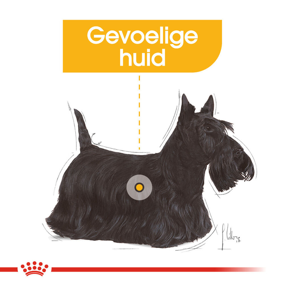 Royal Canin Dermacomfort Wet - Hondenvoer - 12x85 gram - 1020 Gram - gevogelte