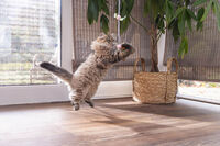 Beeztees Hengel Libelle - Kattenspeeltje - Multi