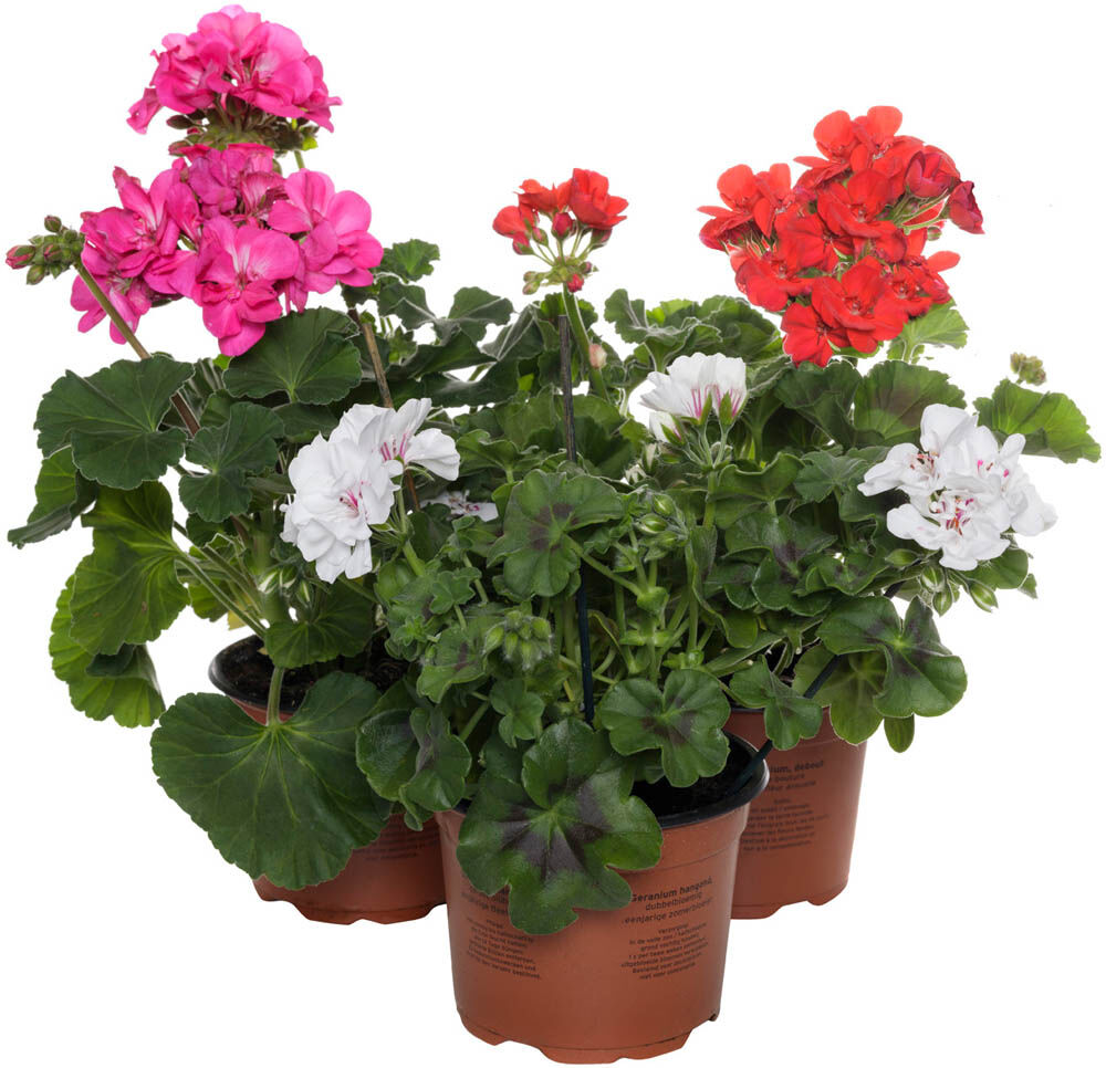 Geranium - Eenjarige planten - Diverse kleuren