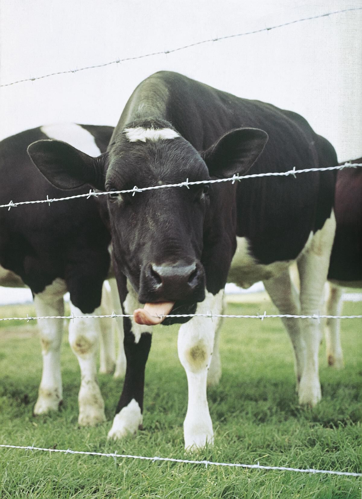 Betafence - Motto - Prikkeldraad - Verzinkt - 24x29x29 cm - 2500 cm