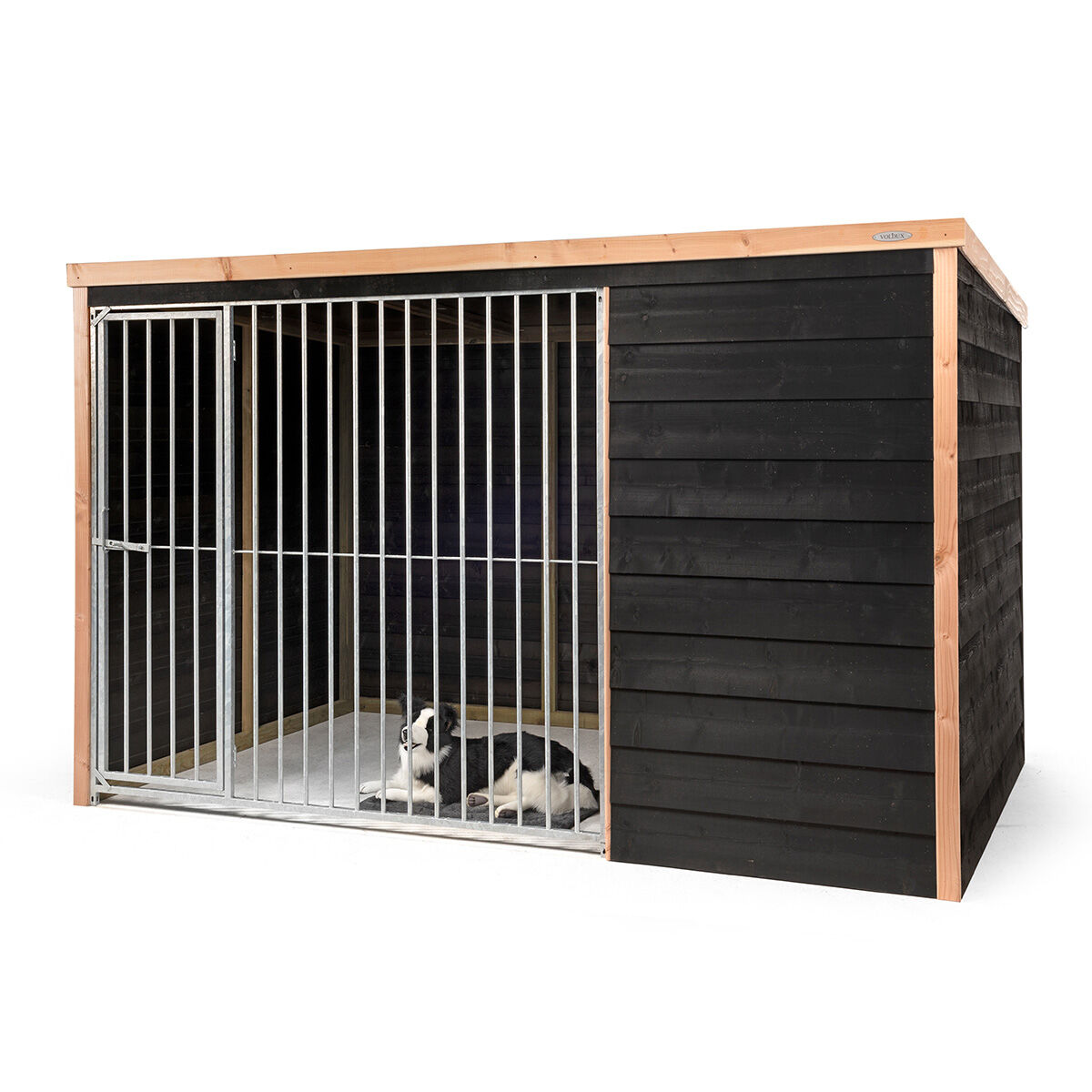 Voldux Rex - Hondenkennel Voldux Rex - Hondenkennel